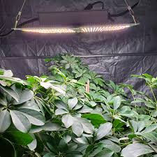 Do you want the best led grow lights in the uk & europe? China Free Sample For Cmh Grow Light Led Quantum Board 100w 600w Radiant Manufacturers And Suppliers Radiant