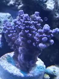 Image result for Acrotome tenuis