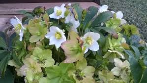Quelle con fiori simili alle rose cinesi, come la reine victoria, oppure quelle che assomigliano più alle damascene. Fitoterapeuta A Verona Helleborus Niger Dottoressa Teresa Adami