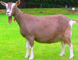 Most toggs tend to have wattles (appendages on the throat). Toggenburg Goat Farming Information Goat Farming