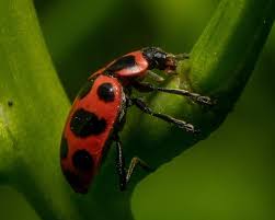 Image result for Brownleea maculata