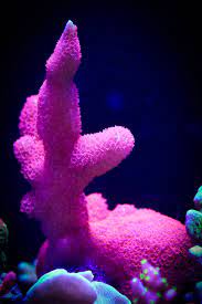Forest Fire Montipora Digitata Saltwater Tank Reef Tank Sps Coral