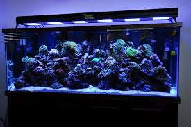 Per la conversione delle varie unità di volume (litri, centimetri cubi, millilitri cubi ecc.), fai riferimento a questo. Guida All Allestimento Di Un Acquario Marino Tropicale Reef Aquarium