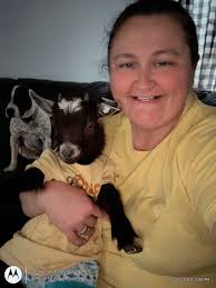 Can guinea pigs eat Bermuda hay?