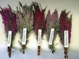 Different Types Of Heather Heather Flower Flowers Wedding Flowers