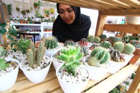 Kondisis optimal bagi terarium dapat memperpanjang umur terarium. Plantshopedia Bisnis Kaktus Yang Lagi Hits Kaltim Post