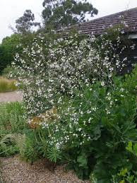 Image result for Crambe