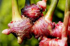 Jahe Merah Segar Jahe Herbal Merah