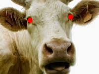 Image result for evil cow