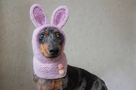 Knitting Pattern Dog Hat Mini Dachshund Bunny Hood Pet Etsy Dog Hat Mini Dachshund Pet Bunny