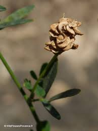 Image result for Medicago laciniata