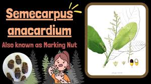 Image result for Anacardium