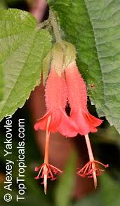 Image result for Helicteres