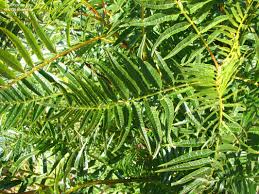 Image result for Erythrophysa