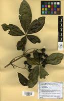 Image result for Vitex madiensis