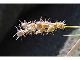 Image result for Cenchrus incertus