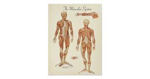 Muscles are a must, not an option current #followback rate : Human Muscle Anatomy Chart Zazzle Com