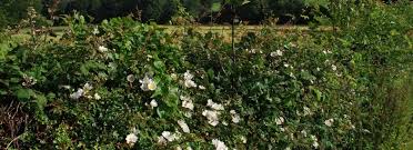 Check spelling or type a new query. Plant A Hedge Row Not A Hedge Russell Nursery