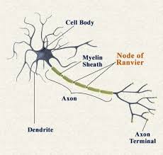 Nerve Cell In 2020 Nerve Cell Neurology Medical