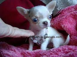 Teacup Chihuahuas Teacup Chihuahua Puppies Chihuahua Puppies Teacup Chihuahua