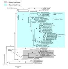 Image result for Petalidium englerianum
