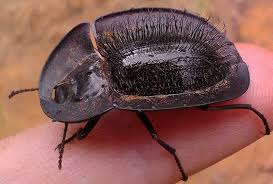 Australian Ingenuity A Pie Dish Beetle Helea Perforata Spotted In Wellard Western Australia Animals Insects Beetle