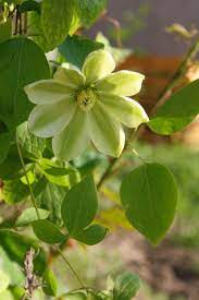 The modern clematis in the raymond evison range flower readily and will yield good results. Clematis Guernsey Cream Clematis Flower Clematis Garden Vines