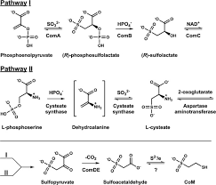 Coenzyme q10 (coq10) is a substance that is naturally present in the human body, with the highest levels in the heart, liver, kidneys, and pancreas. Coenzyme M Biosynthesis In Bacteria Involves Phosphate Elimination By A Functionally Distinct Member Of The Aspartase Fumarase Superfamily Journal Of Biological Chemistry