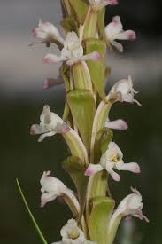 Image result for Satyrium chlorocorys