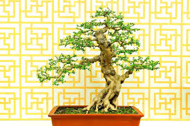 The tiny shiny evergreen leaves, frequent if your tree is dropping green leaves, give it more sunlight. Why Is Your Fukien Tea Bonsai Losing Leaves Atozhomegarden