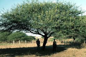 Image result for Acacia nilotica