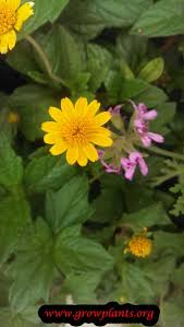 Image result for Sphagneticola trilobata