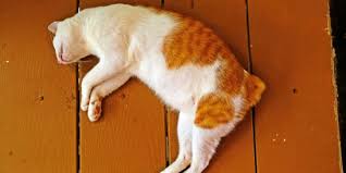 Pada masa kini mungkin ada dalam masyarakat kita yang mempercayai bahawa arwah orang yang telah meninggal dunia atau roh orang mati masih lagi berada di rumah selama 40 hari, walau bagaimanapun. Cerita Wanita Yang Kehilangan Ratusan Kucing Akibat Panleukopenia Halaman All Kompas Com