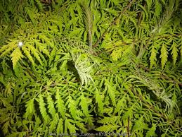 Image result for Renealmia susanneae-katziae