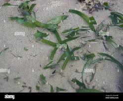 Image result for Thalassia hemprichii