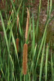 Image result for Typha