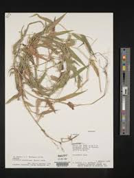Image result for Acroceras zizanioides
