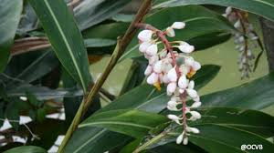 アロマ 抗菌 消臭 効能たくさん 愛ある植物 月桃 沖縄と暮らす