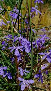 Image result for Moraea schimperi