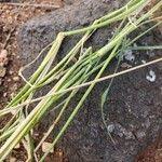 Image result for Eriochloa meyeriana