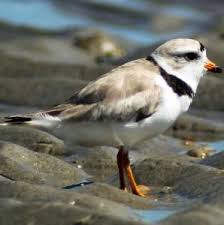 Birds Of Cape Cod Bird Sightings On Cape Cod Bird Sightings Birds Beautiful Birds