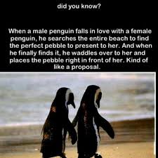Christina perri — 'like a soulmate he's your penguin'. The Pebble The Penguin A True Love Story Penguins Penguin Love Animals