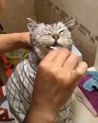 Watch More Videos Check More At Https Www 4 Bestpinideas Com 2019 08 23 Watch More Videos Cute Baby Animals Funny Animal Videos Funny Cats