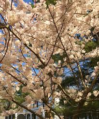 Frost in the Cherry Orchard