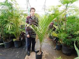 Check spelling or type a new query. Palm Tree Sale Summer 2019
