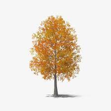 Fall Tree Bleak Illustration Autumn Clipart Tree Clipart Fall Trees Photography Autumn Trees Tree Photoshop