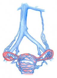 Pelvic Congestion Syndrome Embolization Nyc Surgical Associates