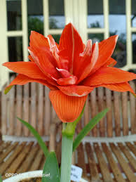 Meski usianya menginjak 60 tahun. Roellatief On Twitter Hippeastrum Amaryllis Celica