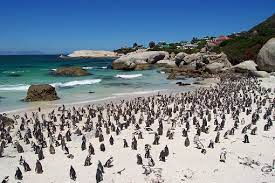 Welches unternehmen bietet tafelberg, pinguine & cape point kleingruppentour ab kapstadt an? Boulders Pinguin Kolonie Simon S Town Kapstadt In Sudafrika