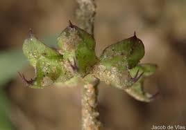 Image result for Ocimum filamentosum